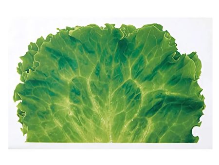 Takagi Industrial OPP Food Divider Decoration Lettuce 1000 pcs Fashion