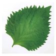 Takagi Industrial OPP Food Divider Decoration Shiso 1000 pcs Discount