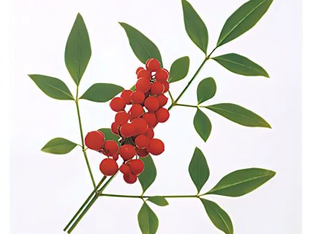 Takagi Industrial OPP Food Divider Decoration Nandina 1000 pcs on Sale